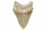 Serrated, Fossil Megalodon Tooth - North Carolina #272406-1